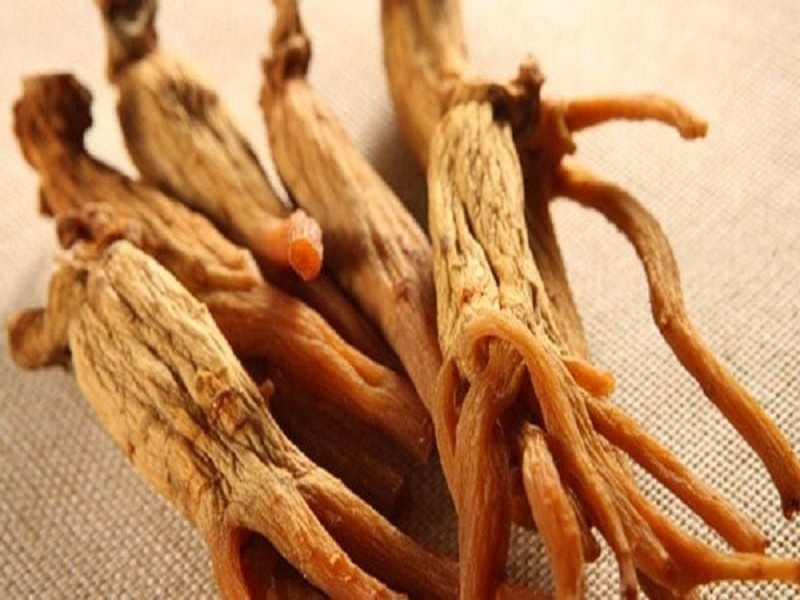 công dụng hồng sâm chi thảo