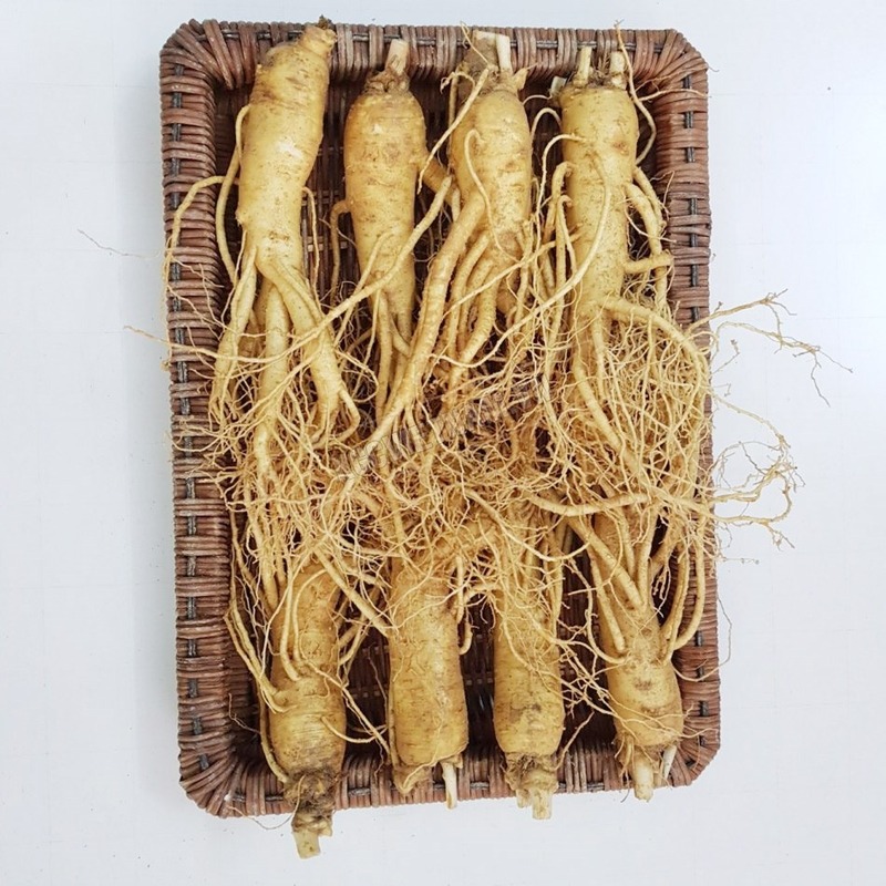 sâm hàn quốc